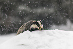 Eurasian badger