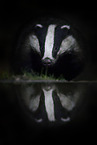 Eurasian badger