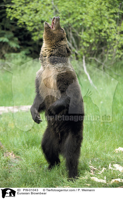 Eurasian Brownbear / PW-01043