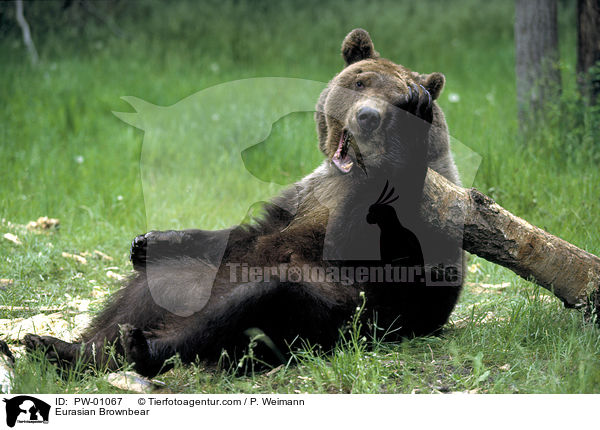 Europischer Braunbr / Eurasian Brownbear / PW-01067