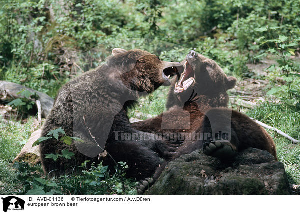european brown bear / AVD-01136