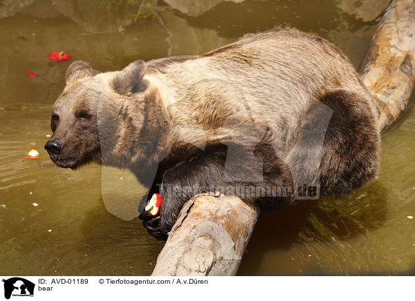 bear / AVD-01189