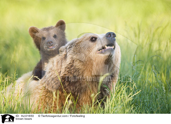 Europische Braunbren / brown bears / HJ-01650