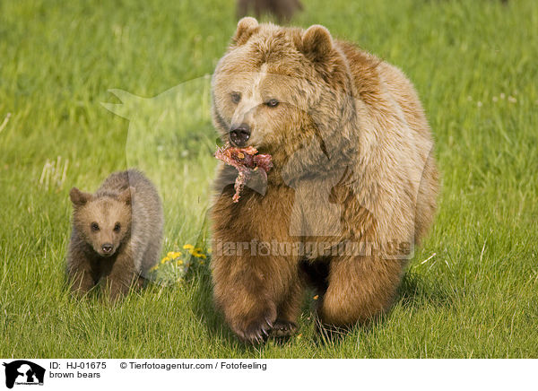Europische Braunbren / brown bears / HJ-01675