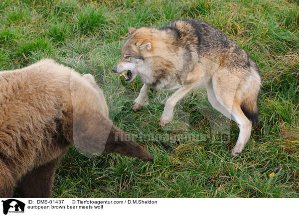 Europischer Braunbr trifft Wolf / european brown bear meets wolf / DMS-01437