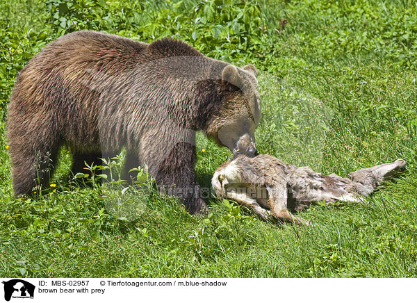 brown bear with prey / MBS-02957