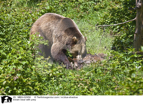 brown bear with prey / MBS-02958
