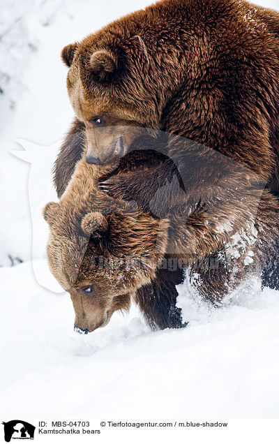 Kamtschatkabren / Kamtschatka bears / MBS-04703