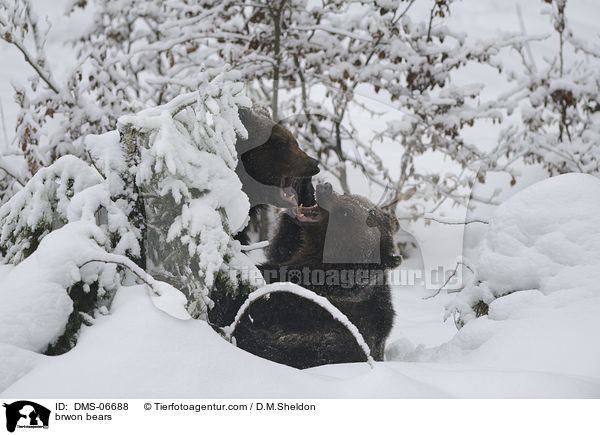 Europische Braunbren / brwon bears / DMS-06688