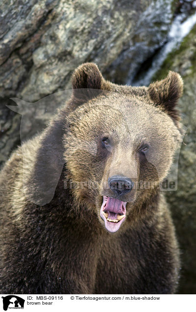 Europischer Braunbr / brown bear / MBS-09116