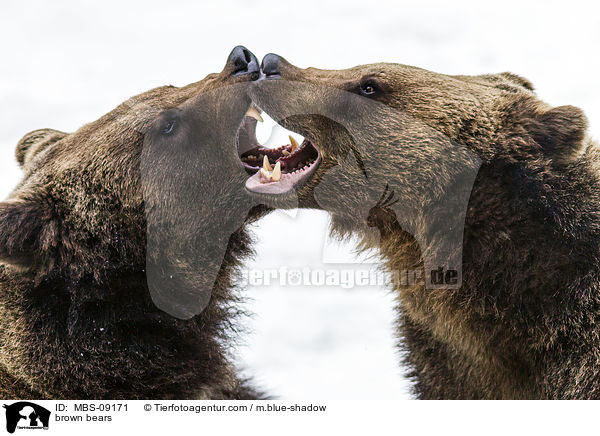 Europische Braunbren / brown bears / MBS-09171