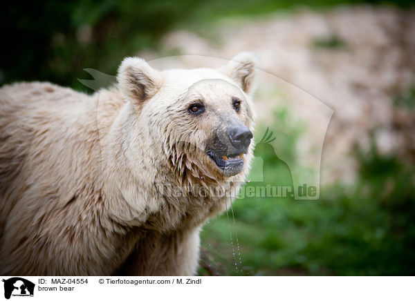 Europischer Braunbr / brown bear / MAZ-04554