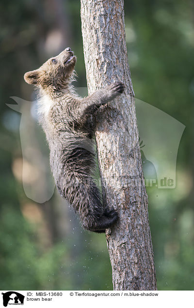 Europischer Braunbr / brown bear / MBS-13680