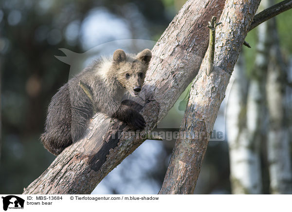 Europischer Braunbr / brown bear / MBS-13684