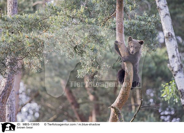 Europischer Braunbr / brown bear / MBS-13695