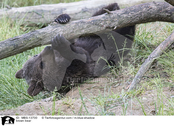 Europischer Braunbr / brown bear / MBS-13700