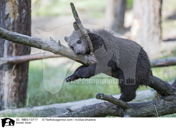 Europischer Braunbr / brown bear / MBS-13717
