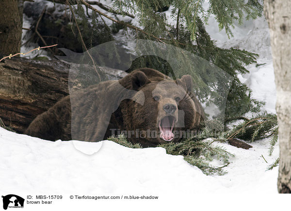 Europischer Braunbr / brown bear / MBS-15709