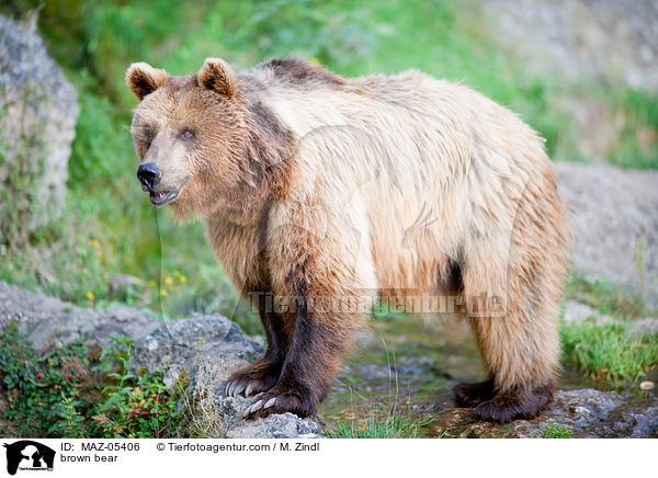 Europischer Braunbr / brown bear / MAZ-05406