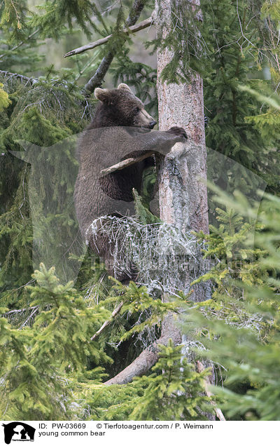 junger Europischer Braunbr / young common bear / PW-03669