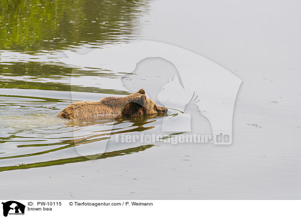 Europischer Braunbr / brown bea / PW-10115