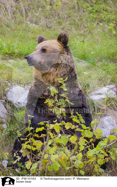 Europischer Braunbr / brown bear / PW-10163