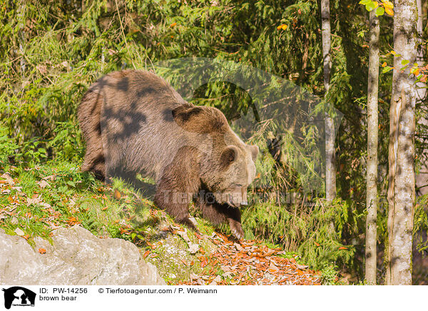 Europischer Braunbr / brown bear / PW-14256