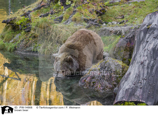 brown bear / PW-14668