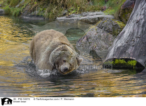 brown bear / PW-14670