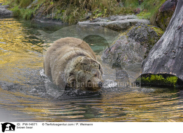 brown bear / PW-14671