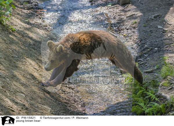junger Europischer Braunbr / young brown bear / PW-15821