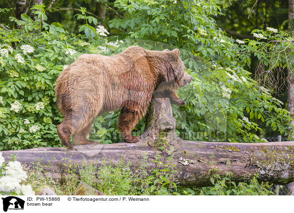 brown bear / PW-15866