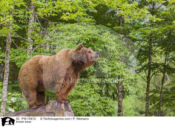 brown bear / PW-15872