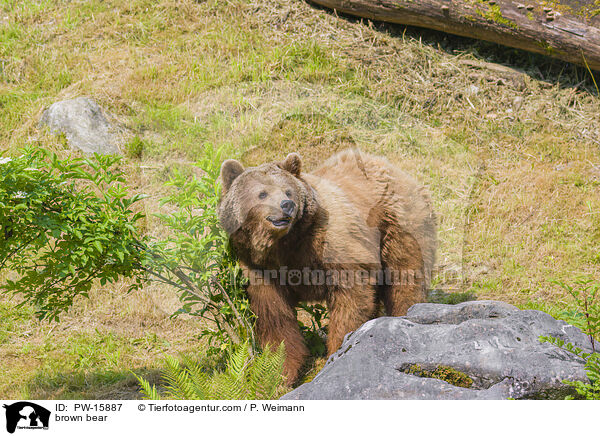 brown bear / PW-15887