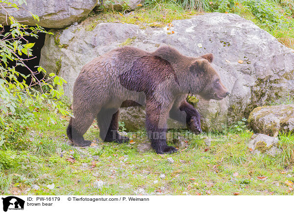 Europischer Braunbr / brown bear / PW-16179