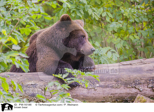 Europischer Braunbr / brown bear / PW-16186
