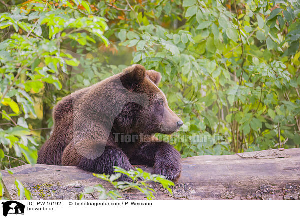 Europischer Braunbr / brown bear / PW-16192