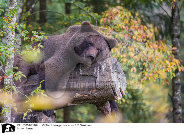 Europischer Braunbr / brown bear / PW-16199
