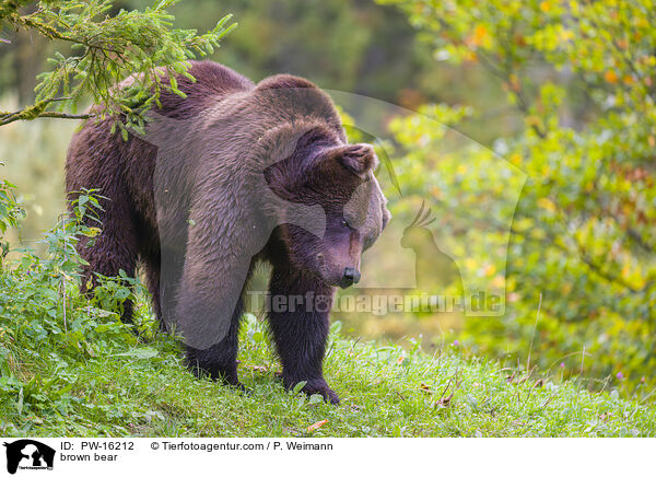 Europischer Braunbr / brown bear / PW-16212