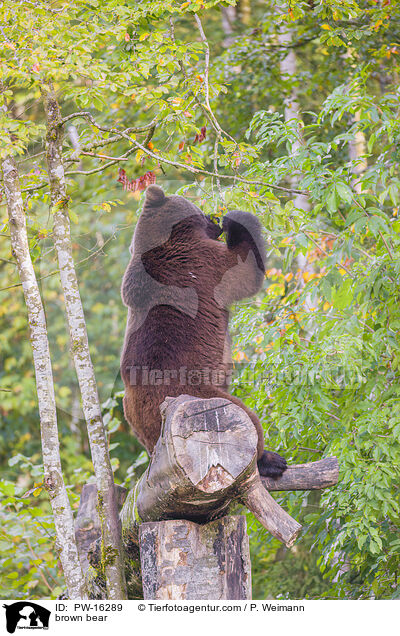 Europischer Braunbr / brown bear / PW-16289