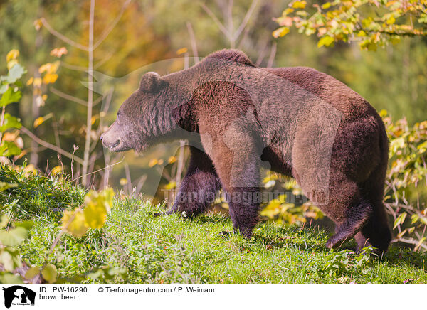 Europischer Braunbr / brown bear / PW-16290