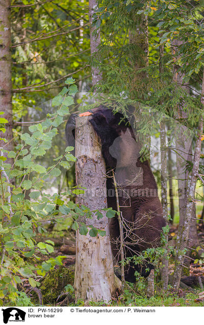 brown bear / PW-16299