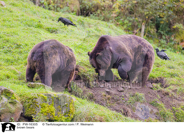 brown bears / PW-16305