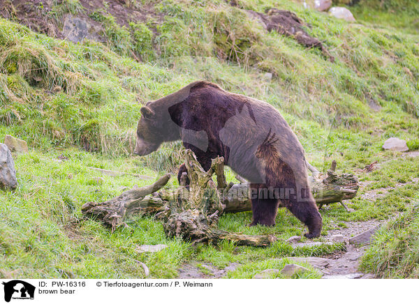 brown bear / PW-16316