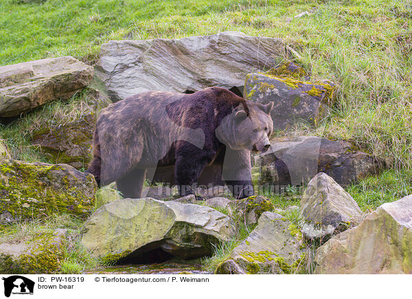 brown bear / PW-16319