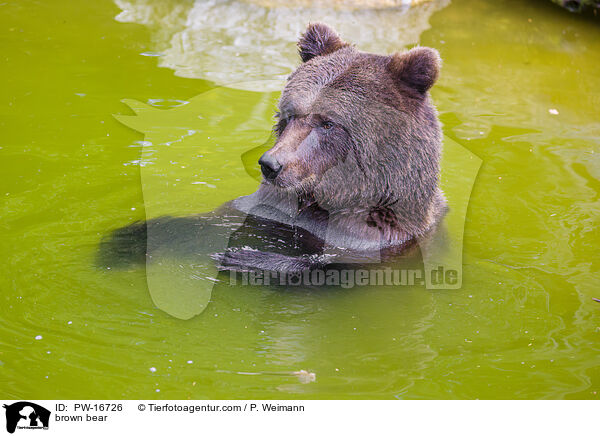 Europischer Braunbr / brown bear / PW-16726