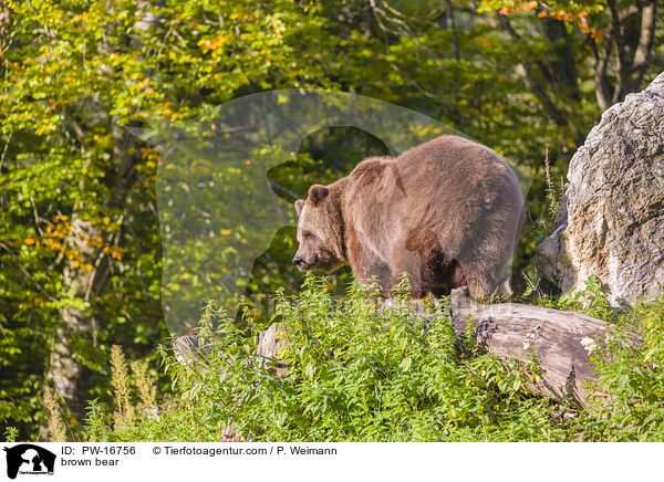 brown bear / PW-16756