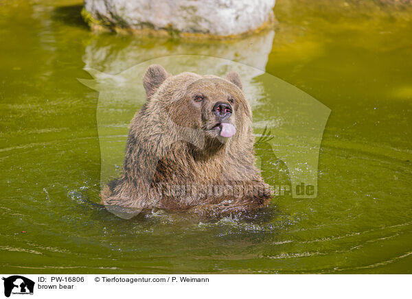 Europischer Braunbr / brown bear / PW-16806