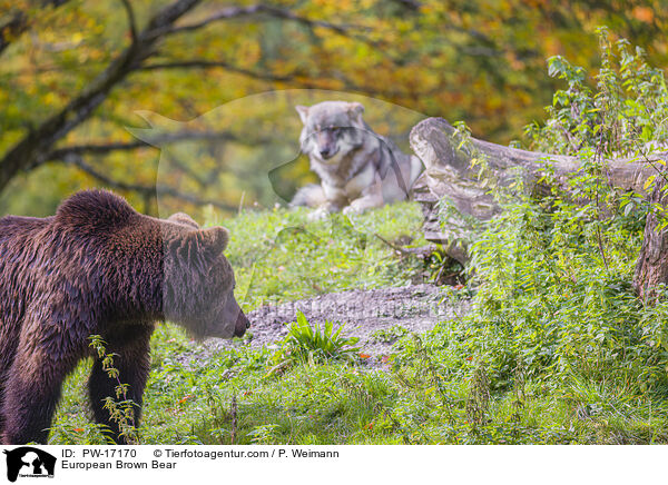 European Brown Bear / PW-17170