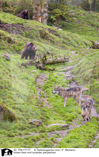 brown bear and eurasian greywolves / PW-17177